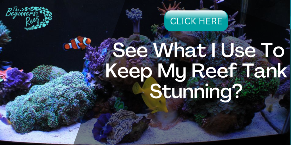 Minimalist aquascape in reef tank  REEF2REEF Saltwater and Reef Aquarium  Forum