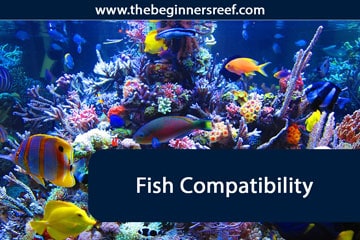 Reef Compatible Fish Chart