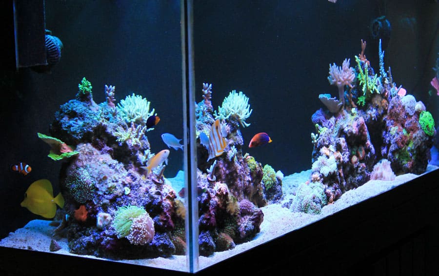 droefheid atmosfeer Dwars zitten Reef Tank Aquascapes: 15 Stunning Design Tips – The Beginners Reef