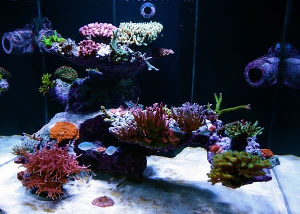 Reef Tank Aquascapes 15 Stunning Design Tips The Beginners Reef