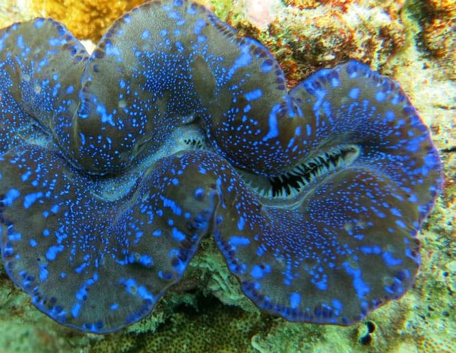 maxima clam care