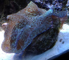 maxima clam care