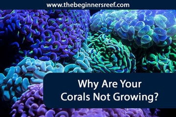 Why Are Your Corals Not Growing? - The Beginners Reef