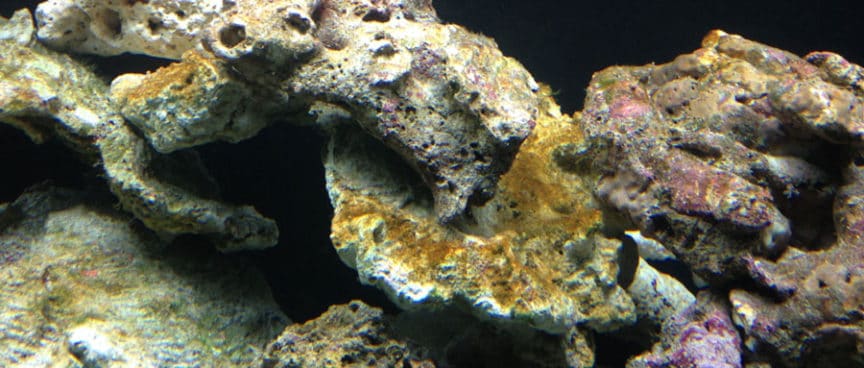 How To Get Rid Of Brown Diatom Algae - The Beginners Reef