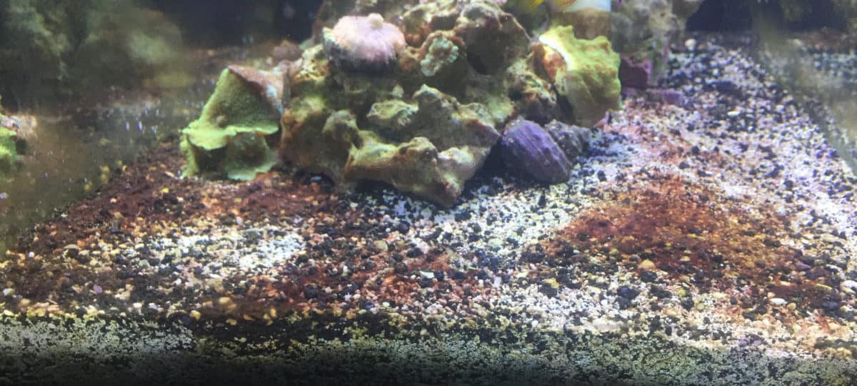 What Is Red Slime Algae? Easy Ways To Battle It – The Beginners Reef
