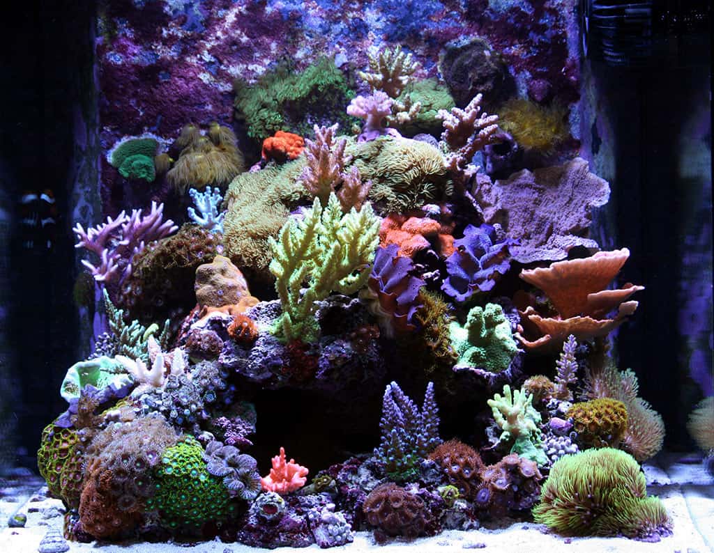 Op het randje Lastig tafel Nano Reef Aquariums: What Are They? – The Beginners Reef